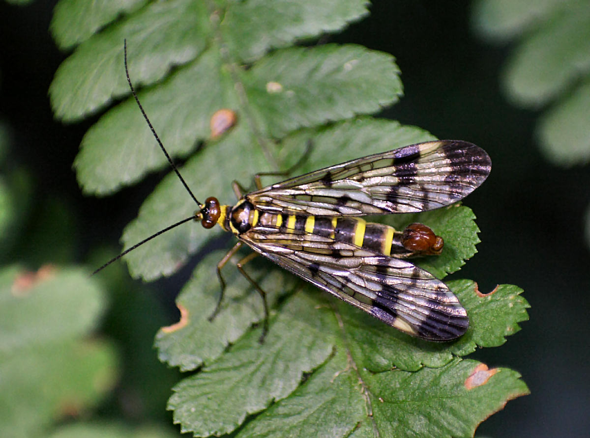 Panorpa cognata - maschio